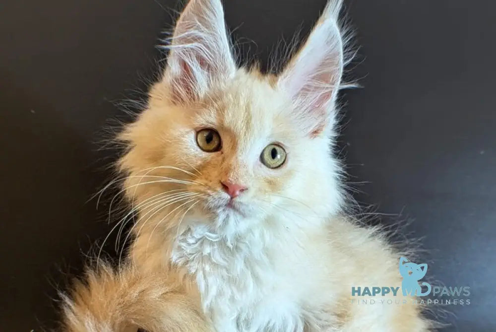 Max Maine Coon male black tortie bicolour live animals