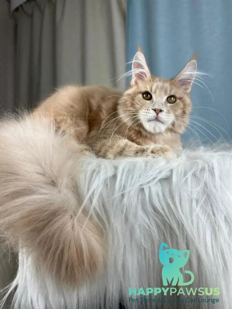 Max Maine Coon male cream silver tabby - live animals