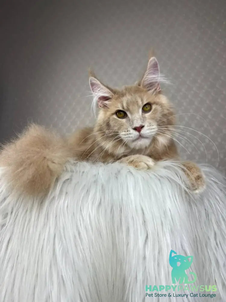 Max Maine Coon male cream silver tabby - live animals