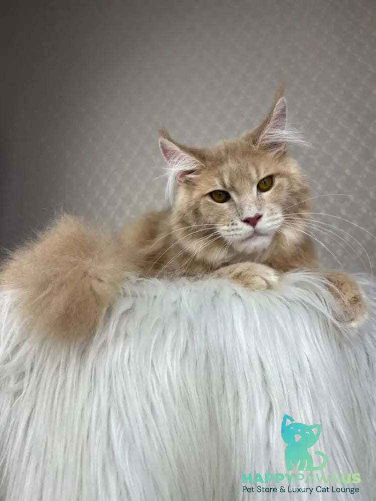 Max Maine Coon male cream silver tabby - live animals