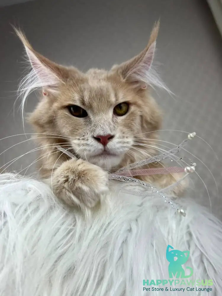 Max Maine Coon male cream silver tabby - live animals