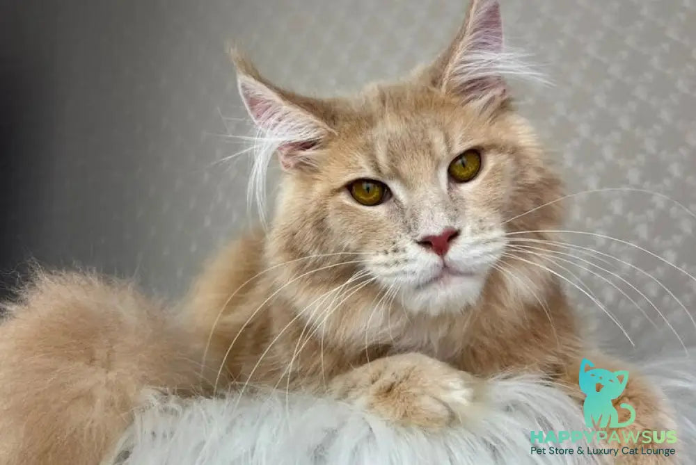 Max Maine Coon male cream silver tabby - live animals