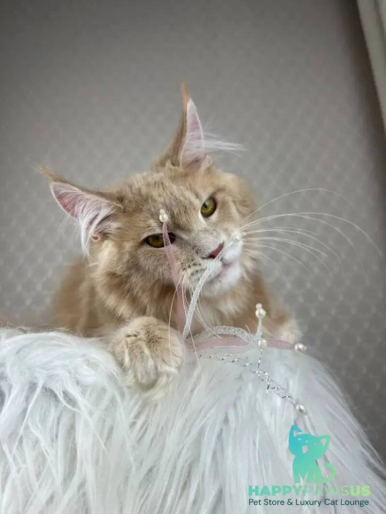 Max Maine Coon male cream silver tabby - live animals