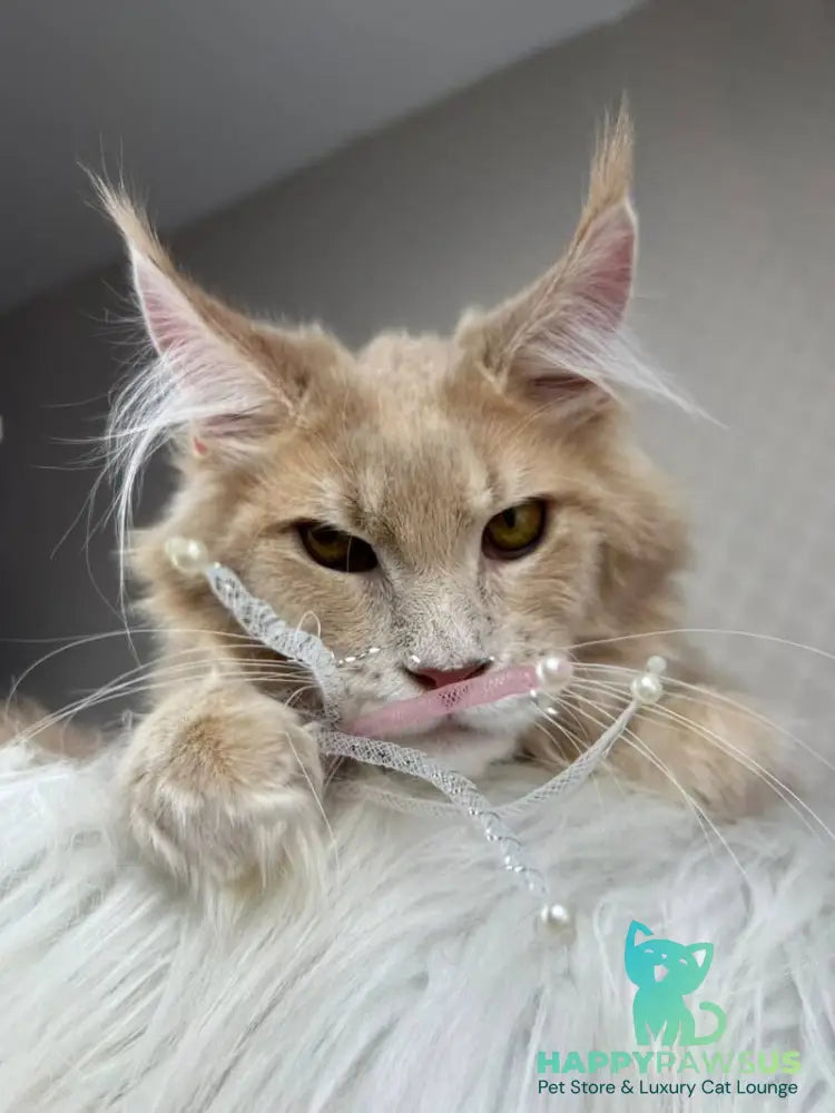 Max Maine Coon male cream silver tabby - live animals