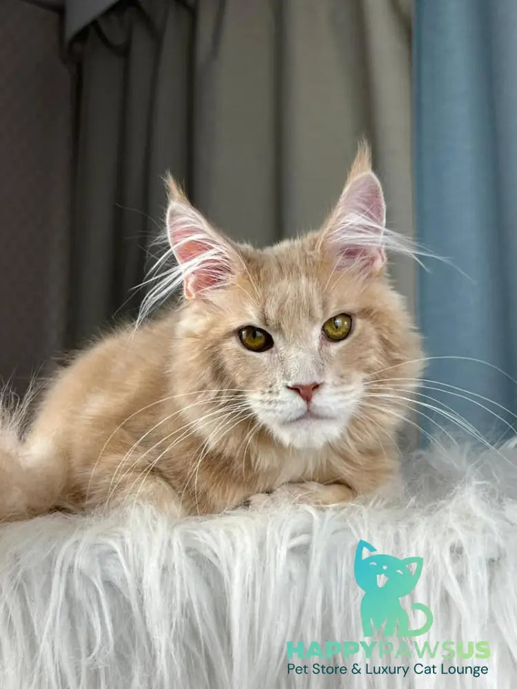 Max Maine Coon male cream silver tabby - live animals