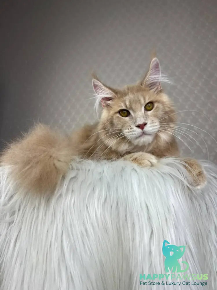 Max Maine Coon male cream silver tabby - live animals