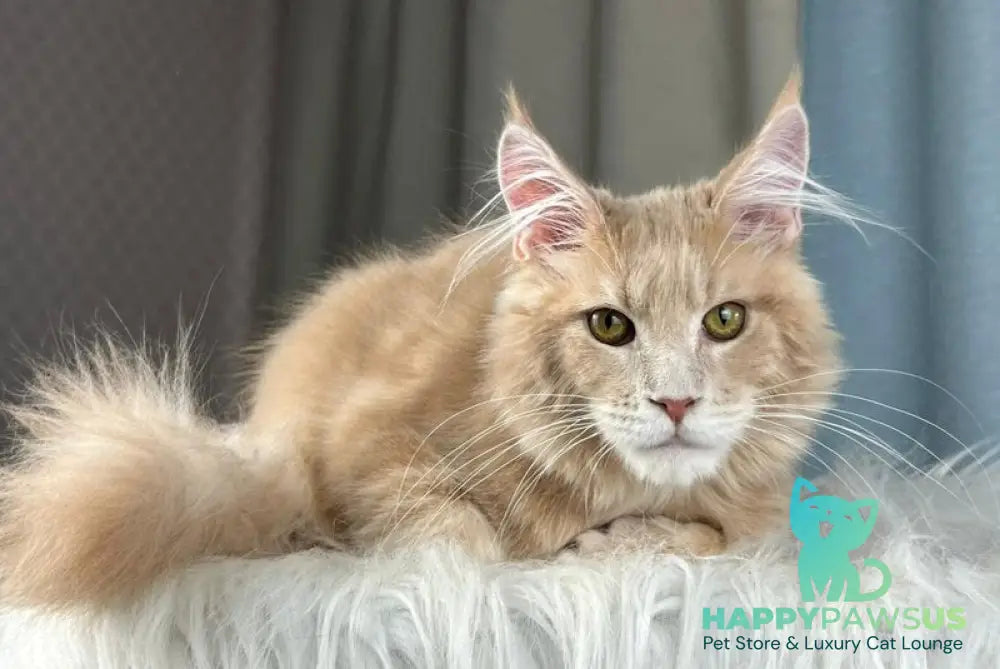 Max Maine Coon male cream silver tabby - live animals