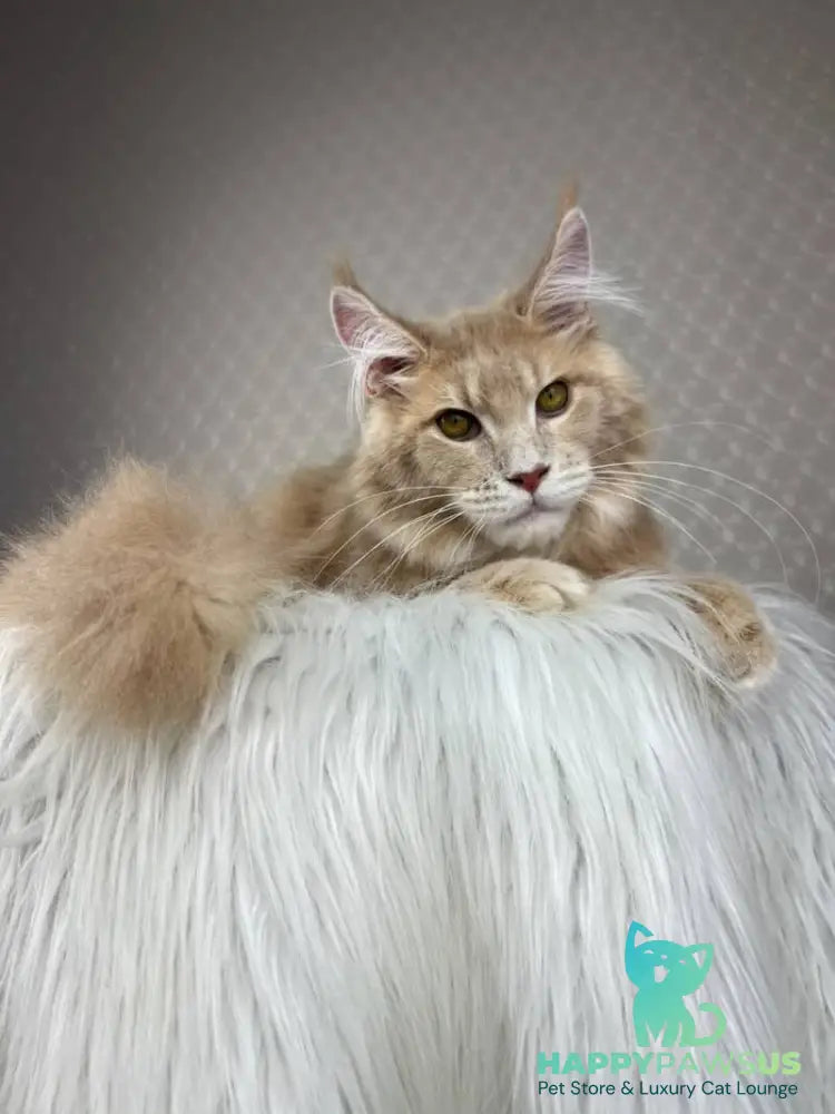 Max Maine Coon male cream silver tabby - live animals