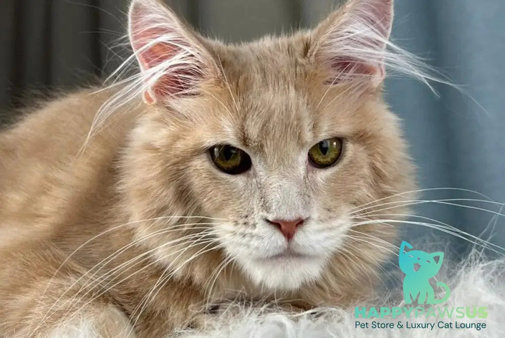 Max Maine Coon male cream silver tabby - live animals