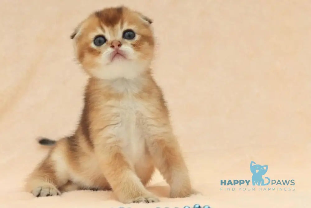 Max Scottish Fold male black golden shaded live animals