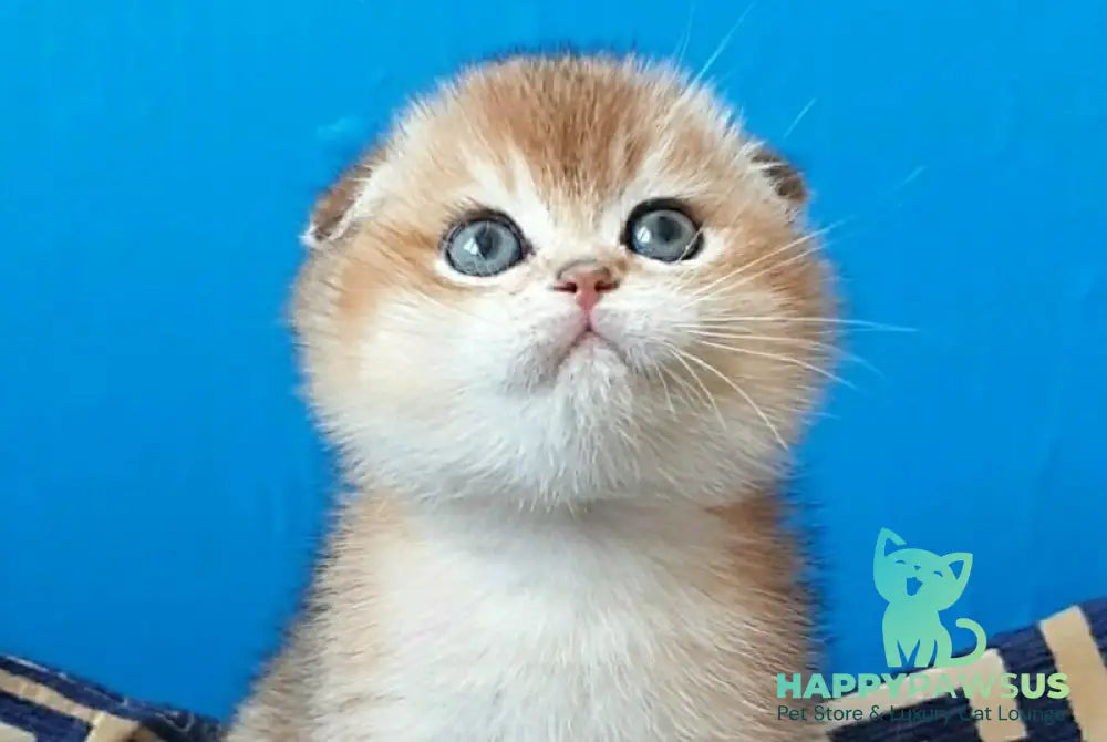 Max Scottish Fold male black golden shaded - live animals