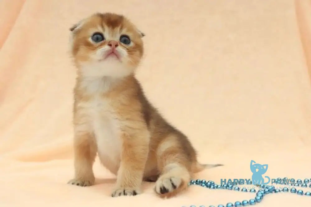 Max Scottish Fold male black golden shaded live animals