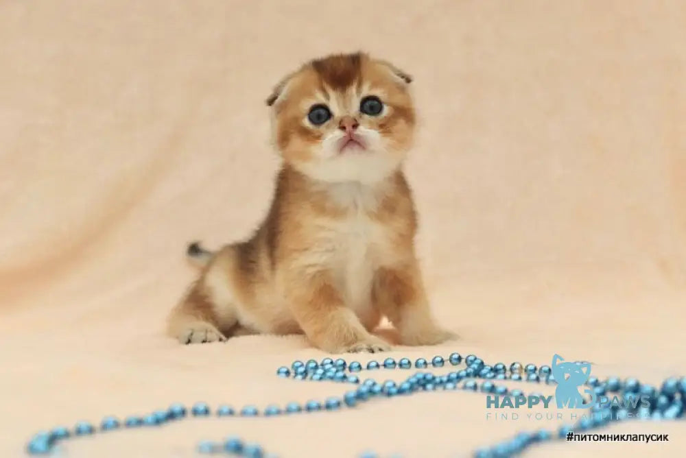 Max Scottish Fold male black golden shaded live animals