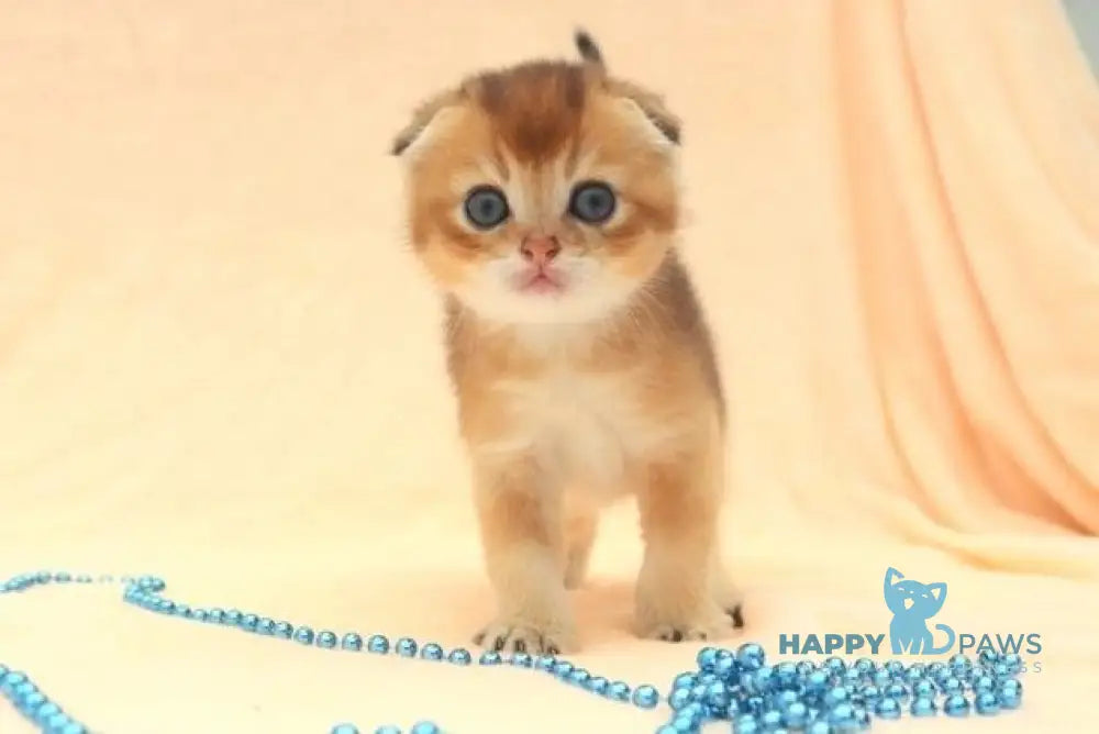 Max Scottish Fold male black golden shaded live animals