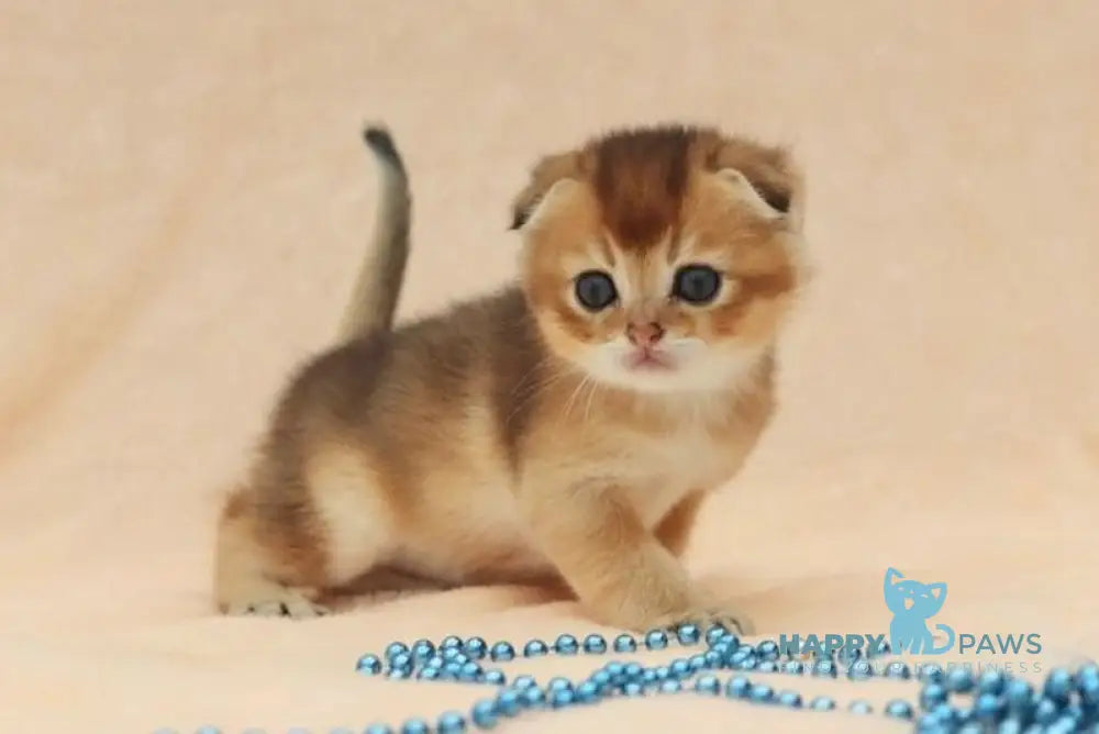 Max Scottish Fold male black golden shaded live animals