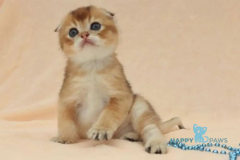 Max Scottish Fold male black golden shaded live animals