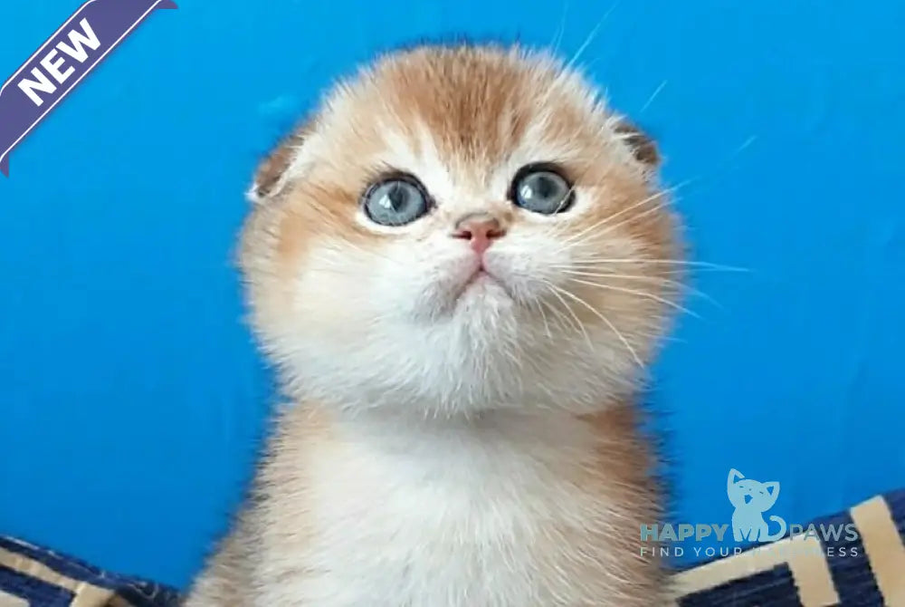 Max Scottish Fold male black golden shaded - live animals