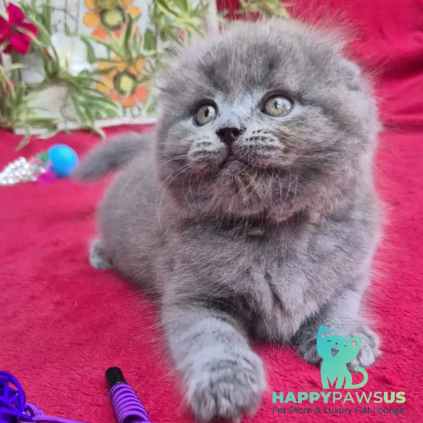 Max Scottish Fold male blue - live animals
