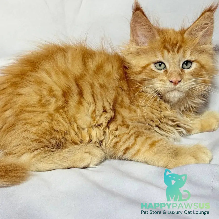 Maximilian Maine Coon male red - live animals