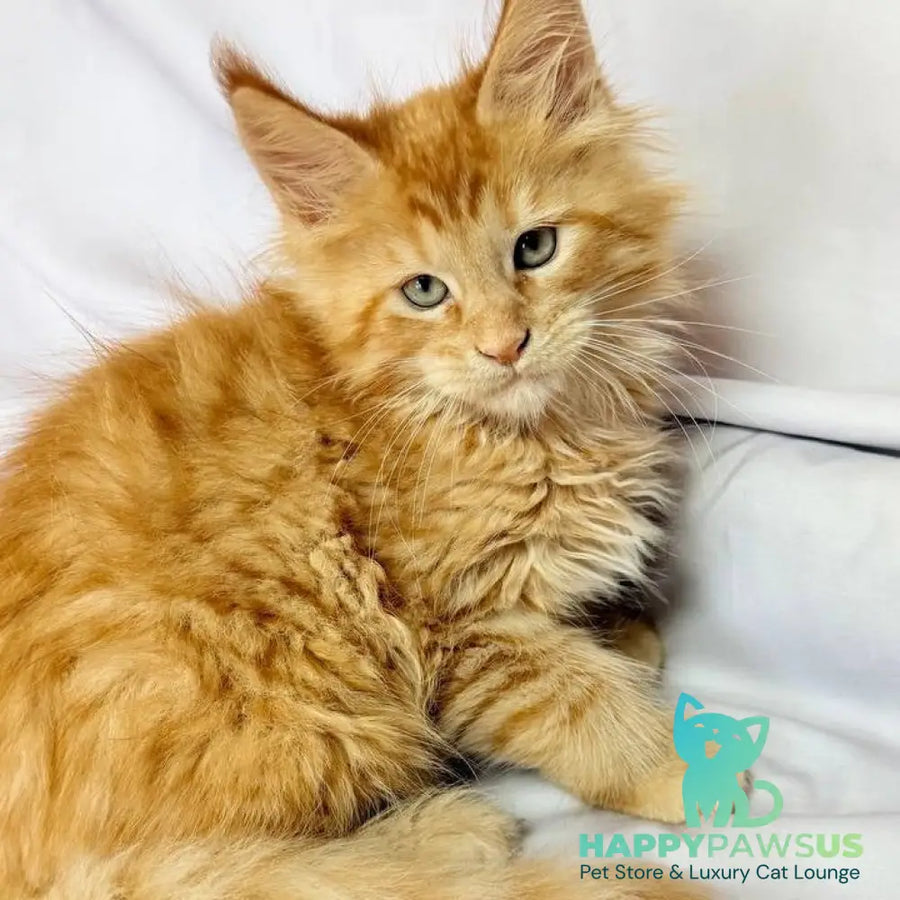 Maximilian Maine Coon male red - live animals