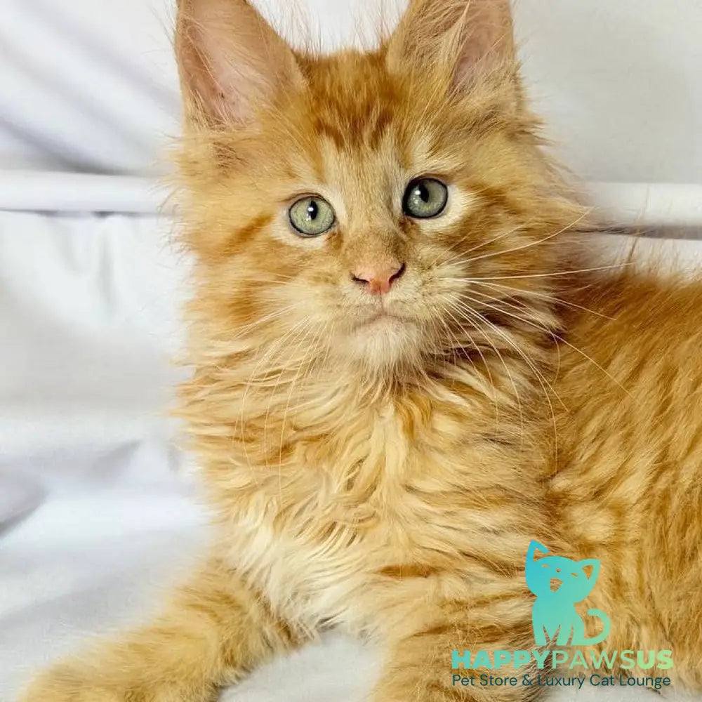 Maximilian Maine Coon male red - live animals