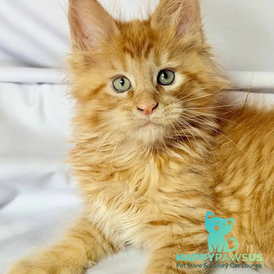 Maximilian Maine Coon male red - live animals