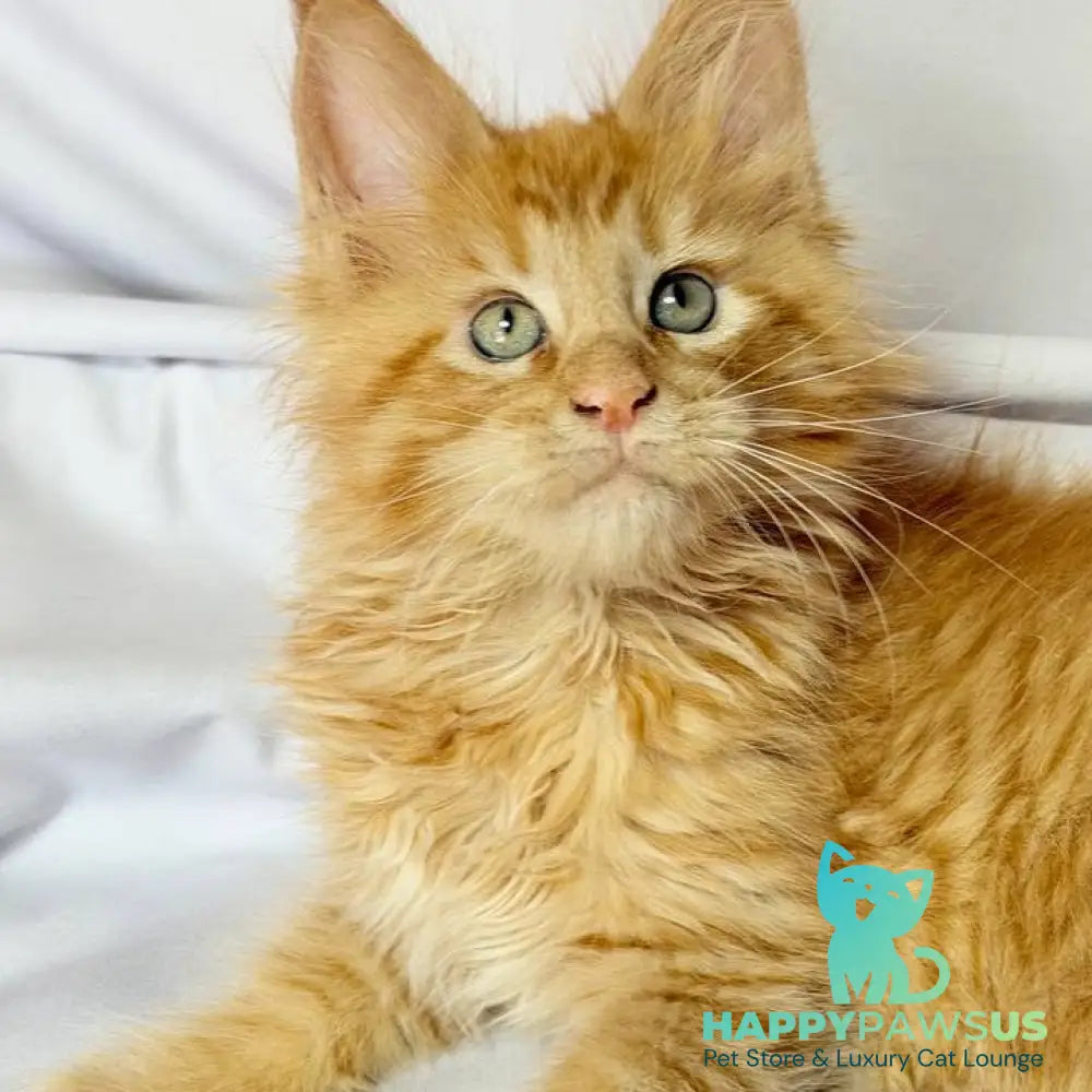 Maximilian Maine Coon male red - live animals