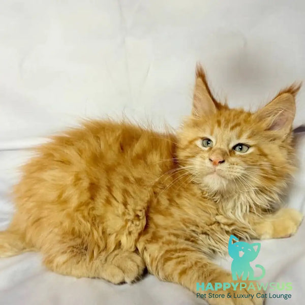 Maximilian Maine Coon male red - live animals