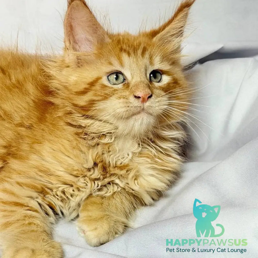 Maximilian Maine Coon male red - live animals