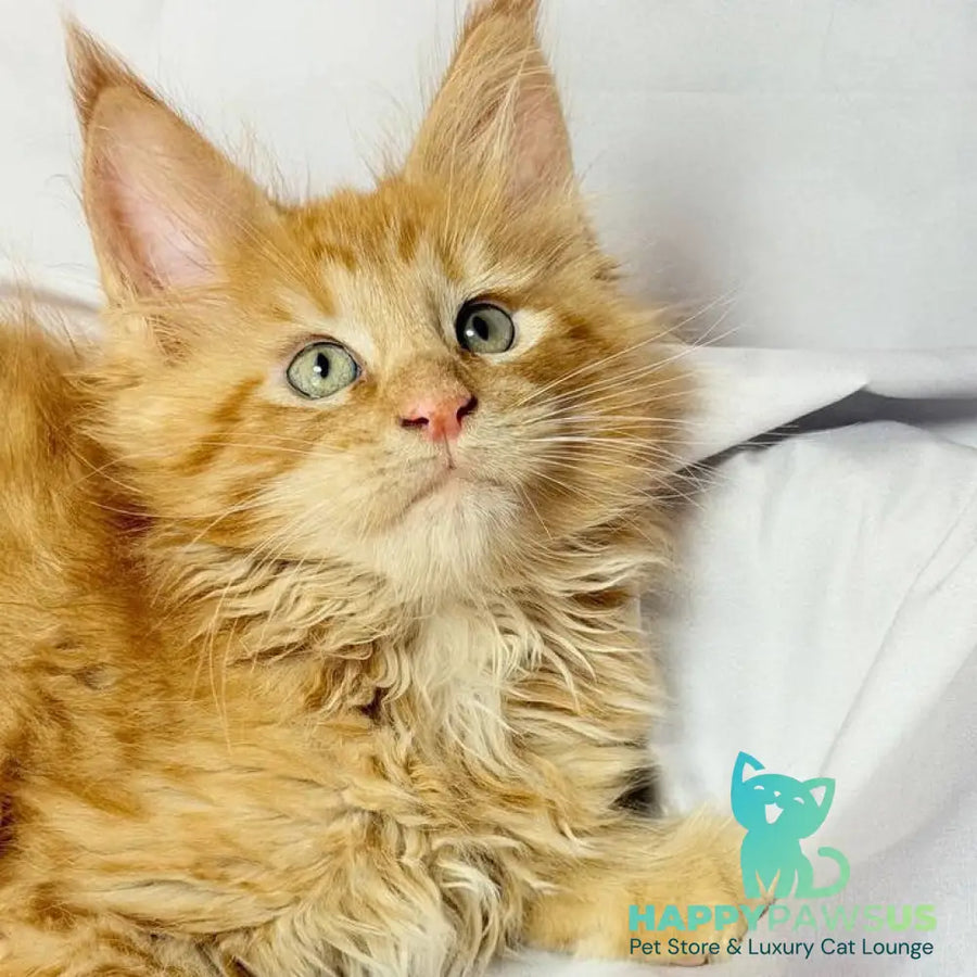 Maximilian Maine Coon male red - live animals
