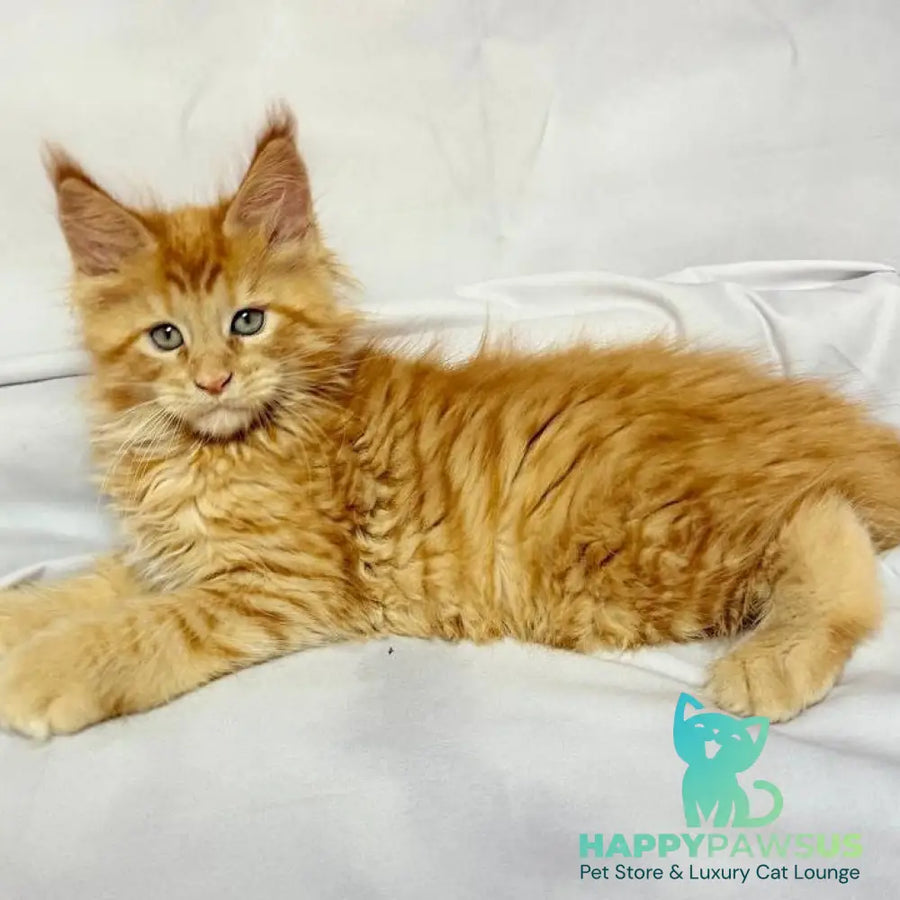 Maximilian Maine Coon male red - live animals