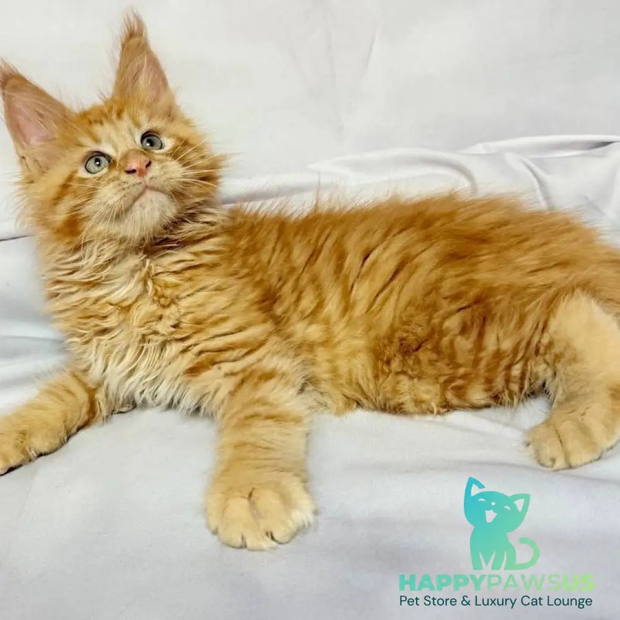 Maximilian Maine Coon male red - live animals