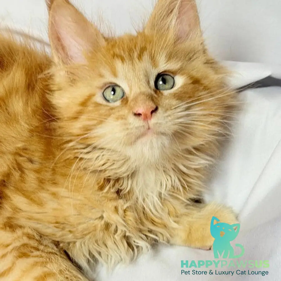 Maximilian Maine Coon male red - live animals