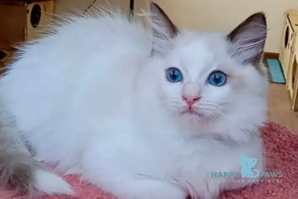 Maximilian Ragdoll male black bicolour live animals
