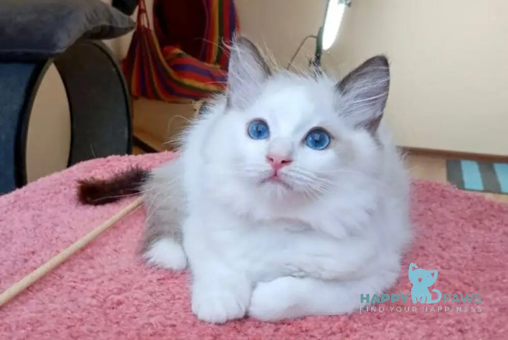 Maximilian Ragdoll male black bicolour live animals