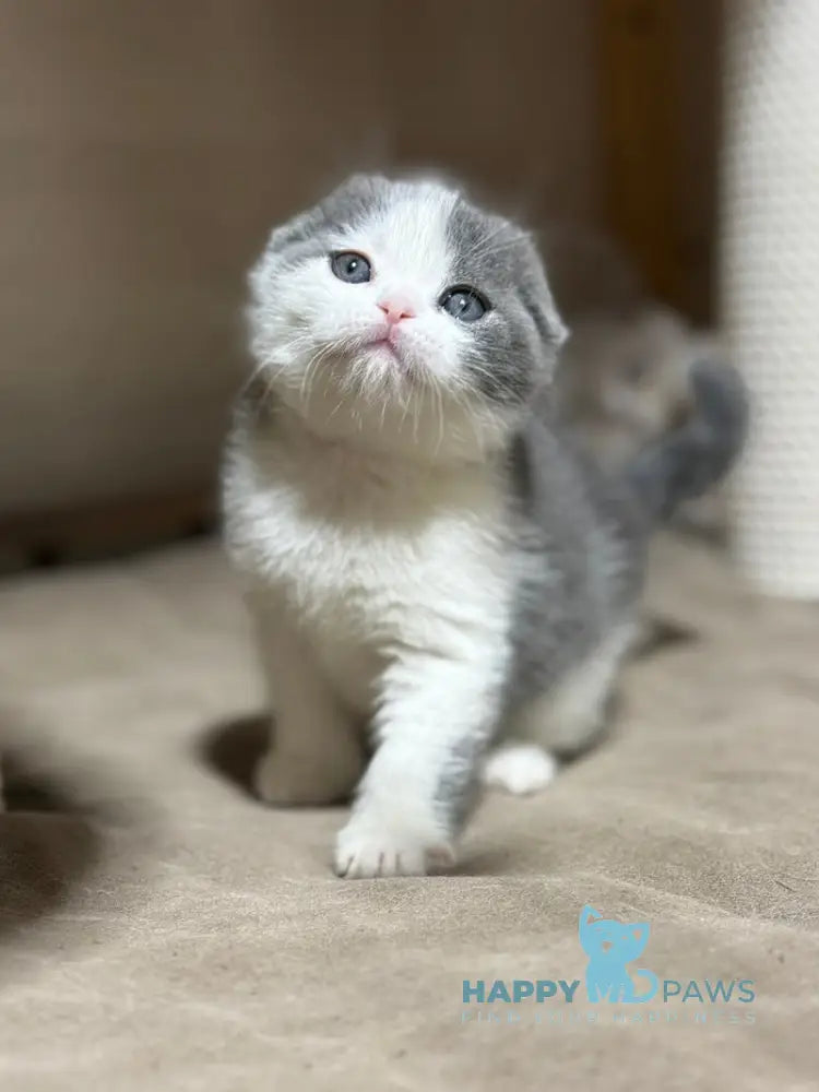 Maximus Scottish Fold male blue bicolour live animals