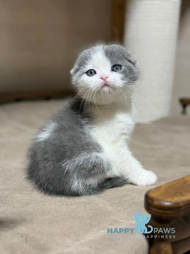 Maximus Scottish Fold male blue bicolour live animals