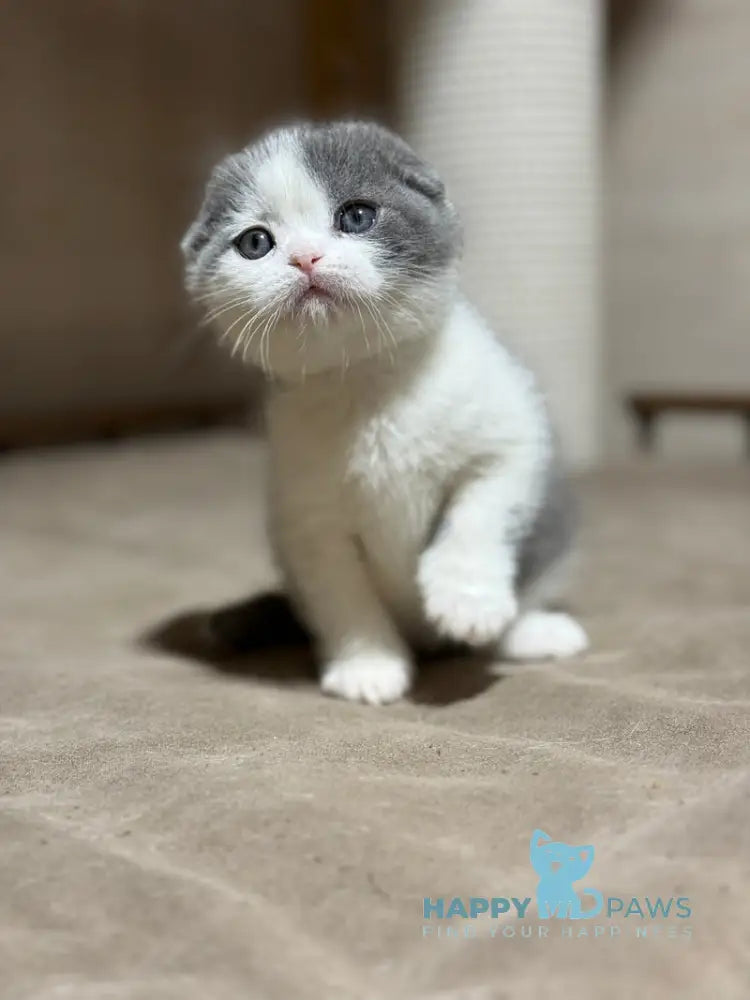 Maximus Scottish Fold male blue bicolour live animals