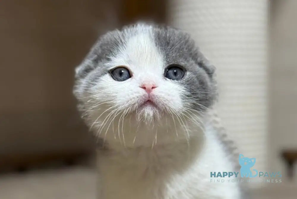 Maximus Scottish Fold male blue bicolour live animals