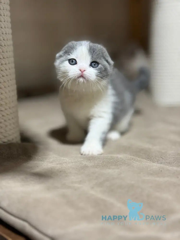 Maximus Scottish Fold male blue bicolour live animals