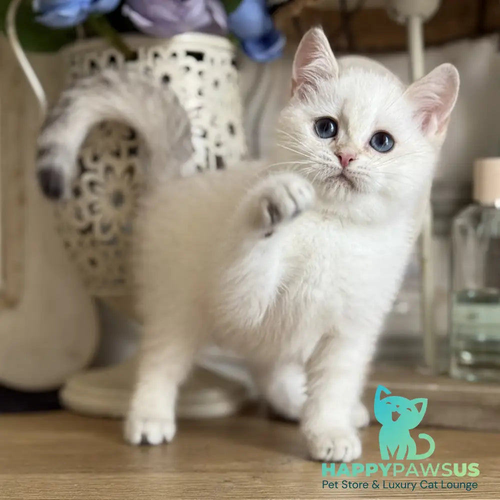 Maya British Shorthair female black golden shaded pointed - live animals
