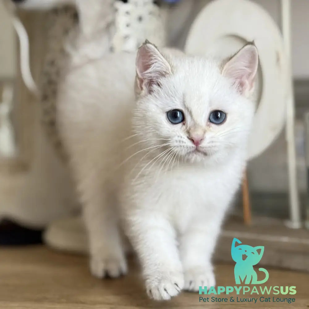Maya British Shorthair female black golden shaded pointed - live animals