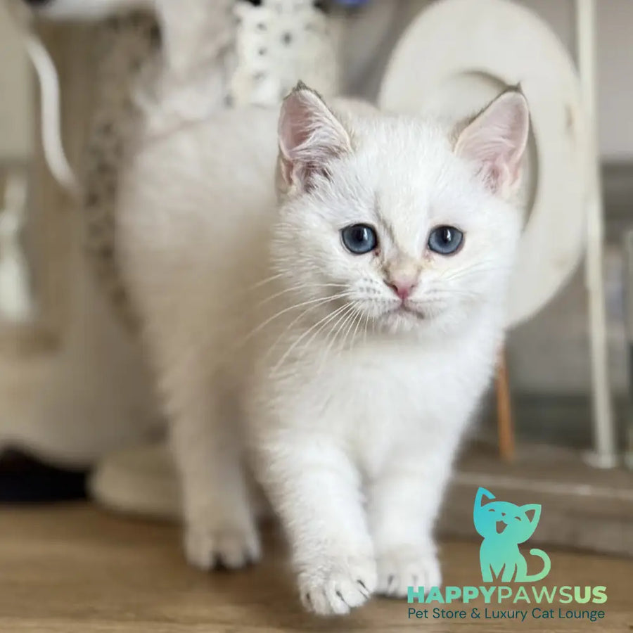 Maya British Shorthair female black golden shaded pointed - live animals