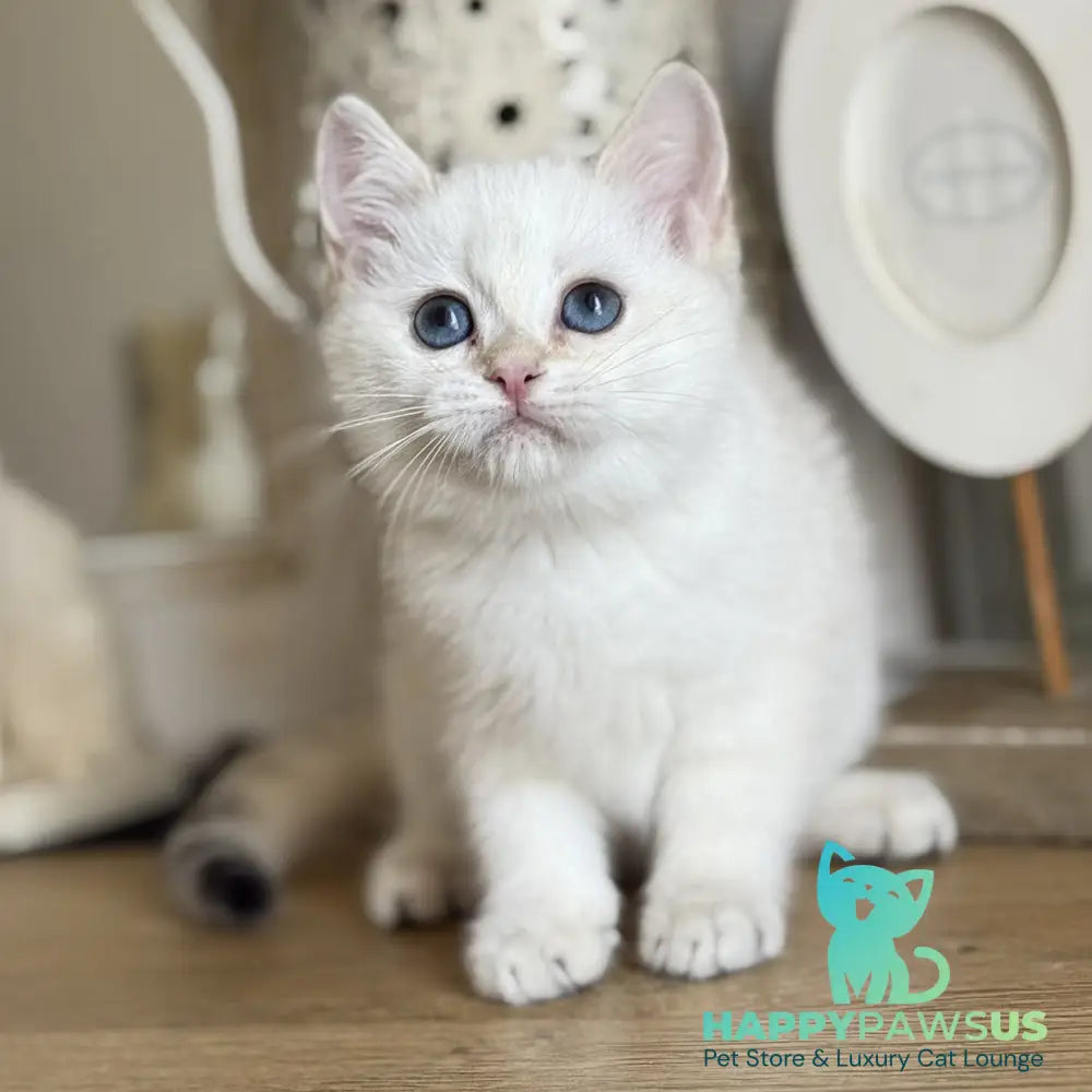 Maya British Shorthair female black golden shaded pointed - live animals