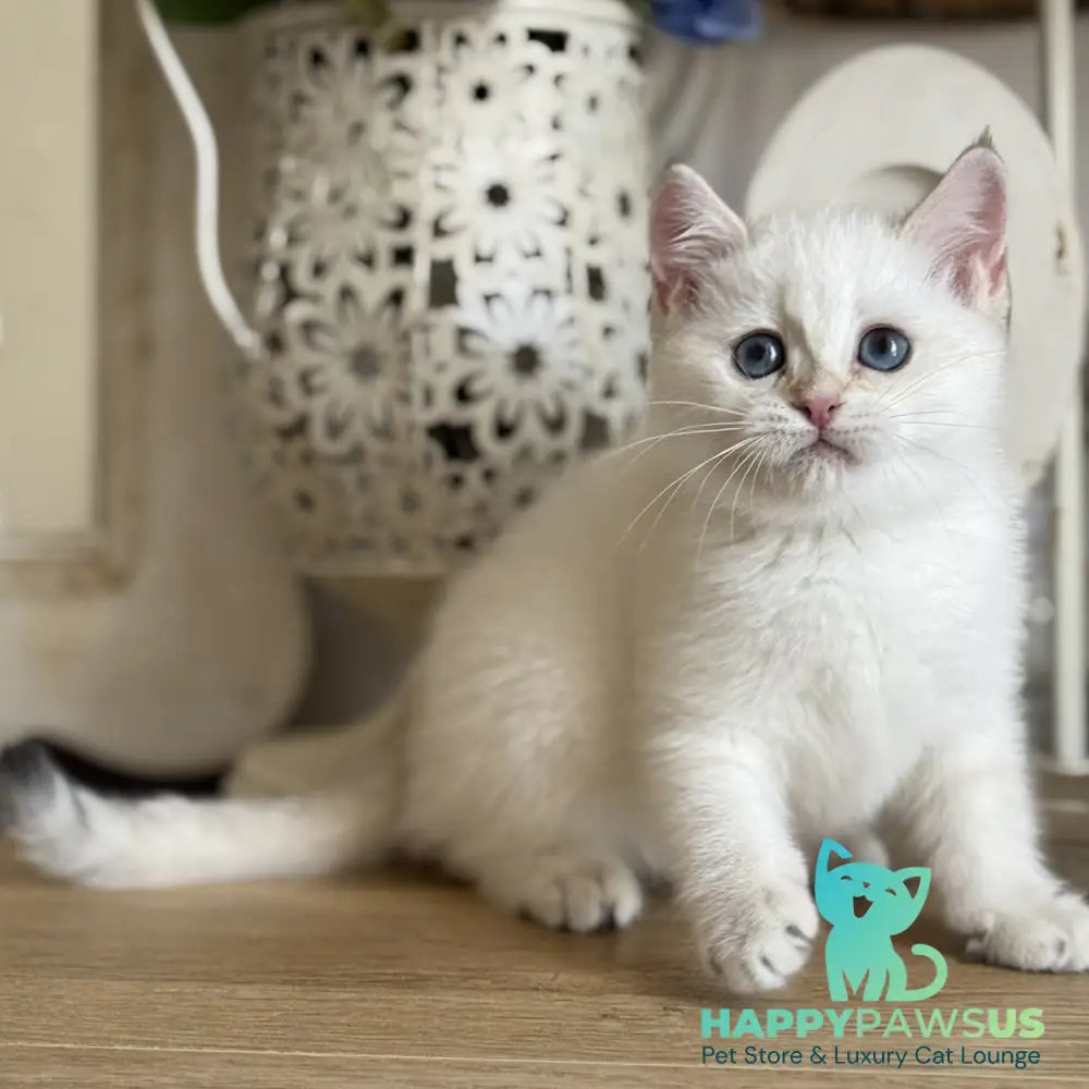 Maya British Shorthair female black golden shaded pointed - live animals