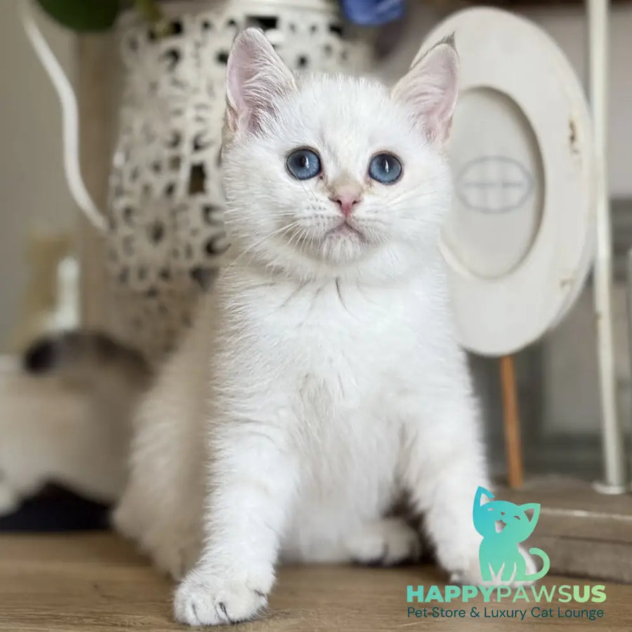 Maya British Shorthair female black golden shaded pointed - live animals