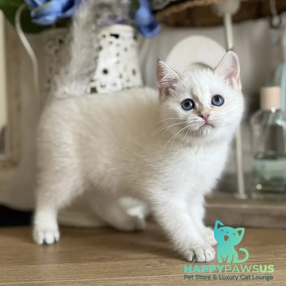 Maya British Shorthair female black golden shaded pointed - live animals