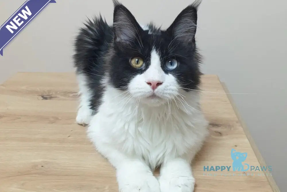 Maya Maine Coon female black bicolour live animals