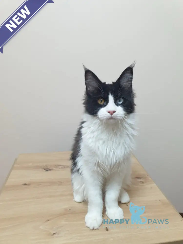Maya Maine Coon female black bicolour live animals