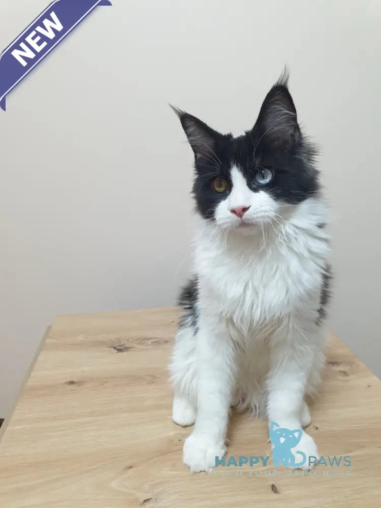 Maya Maine Coon female black bicolour live animals